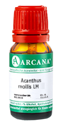 ACANTHUS mollis LM 9 Dilution