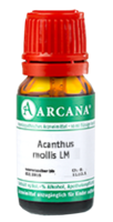 ACANTHUS mollis LM 16 Dilution