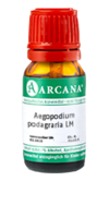 AEGOPODIUM podagraria LM 2 Dilution